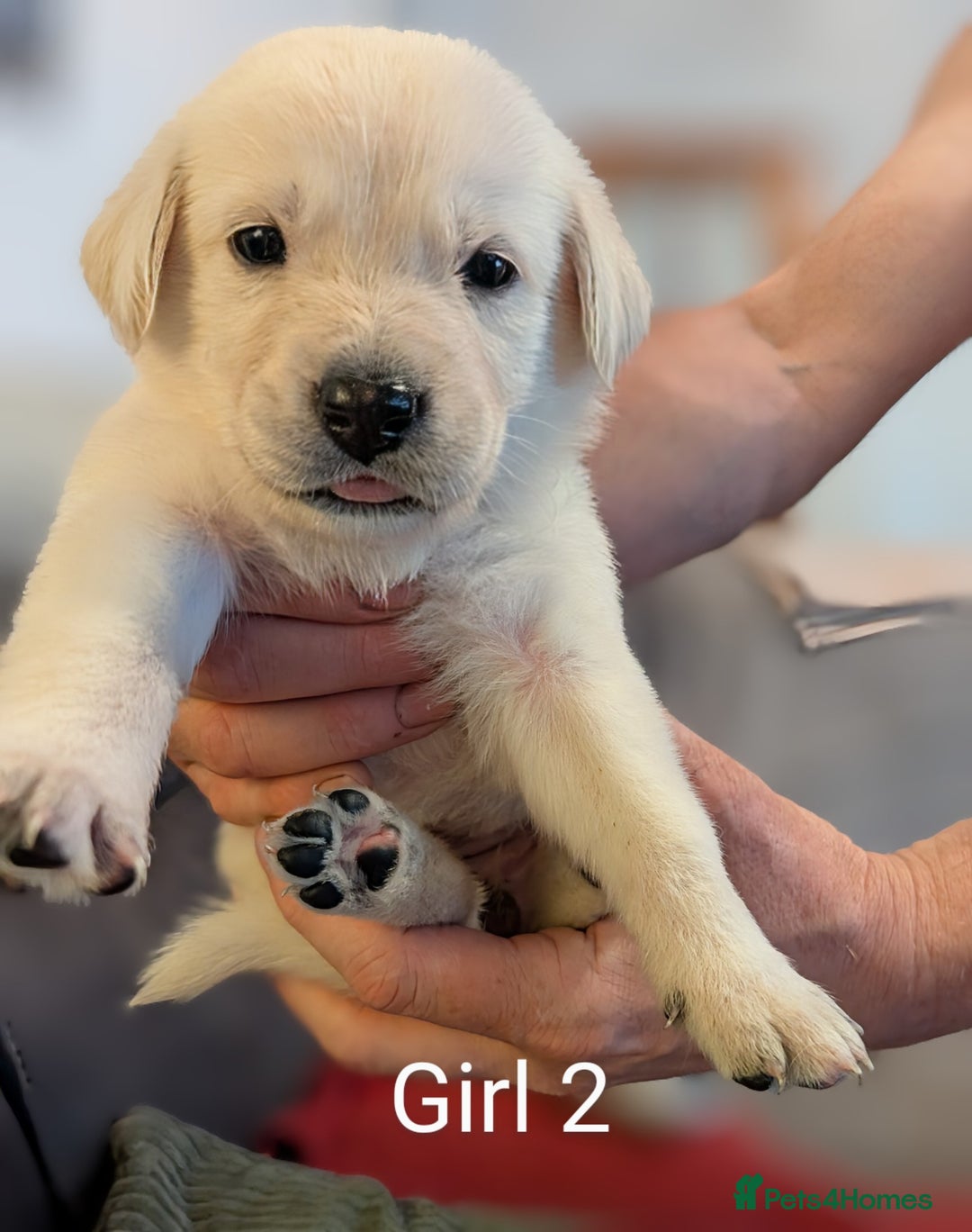 Mixed Breed dogs for sale: Golden Shepherd Puppies  - Image 2