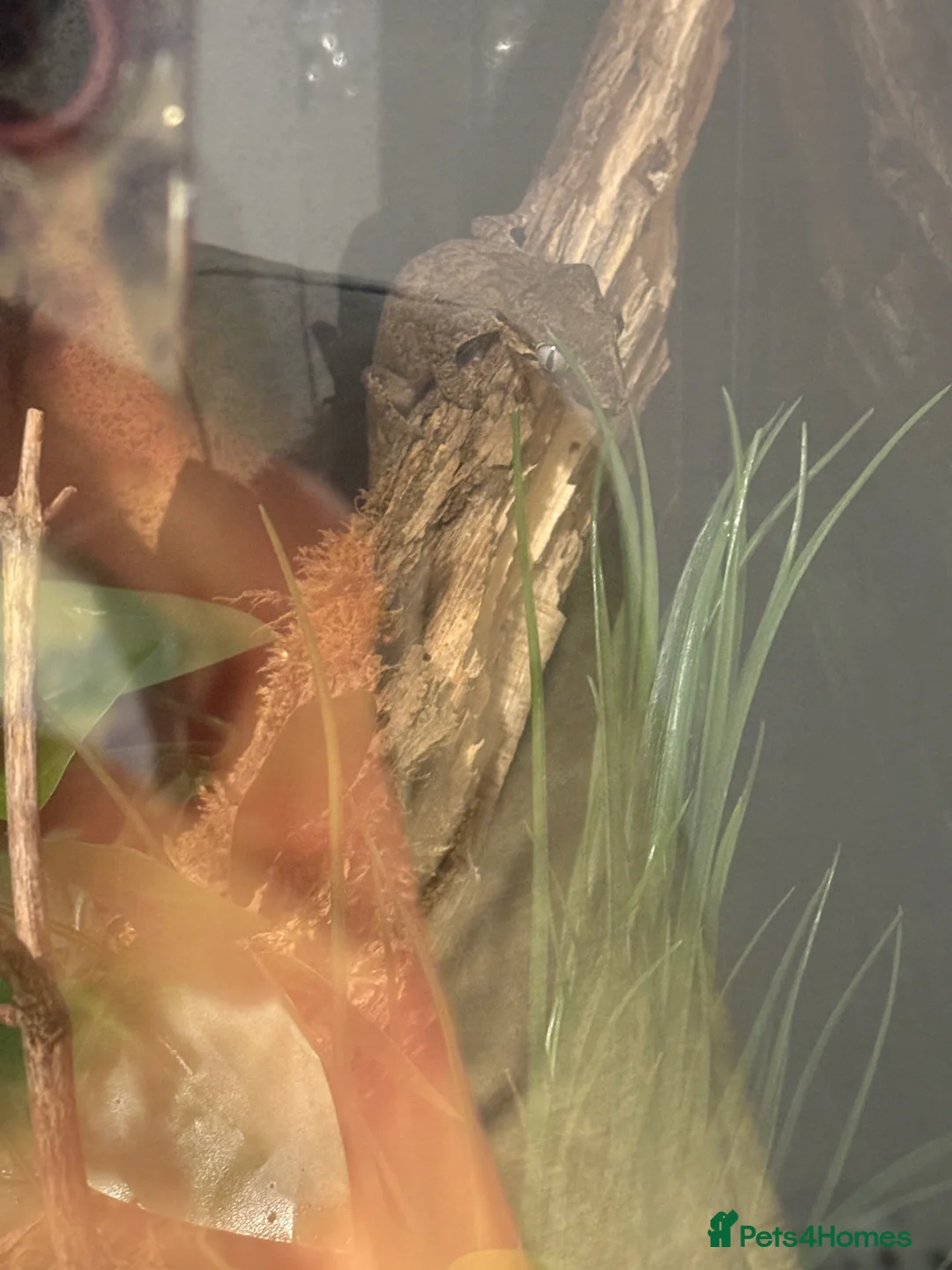 Gecko reptiles for sale: Male Gargoyle Gecko - Advert 2