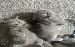 Scottish Fold cats for sale: Beautiful Scottish folds and straights kittens🎀 - Image 7