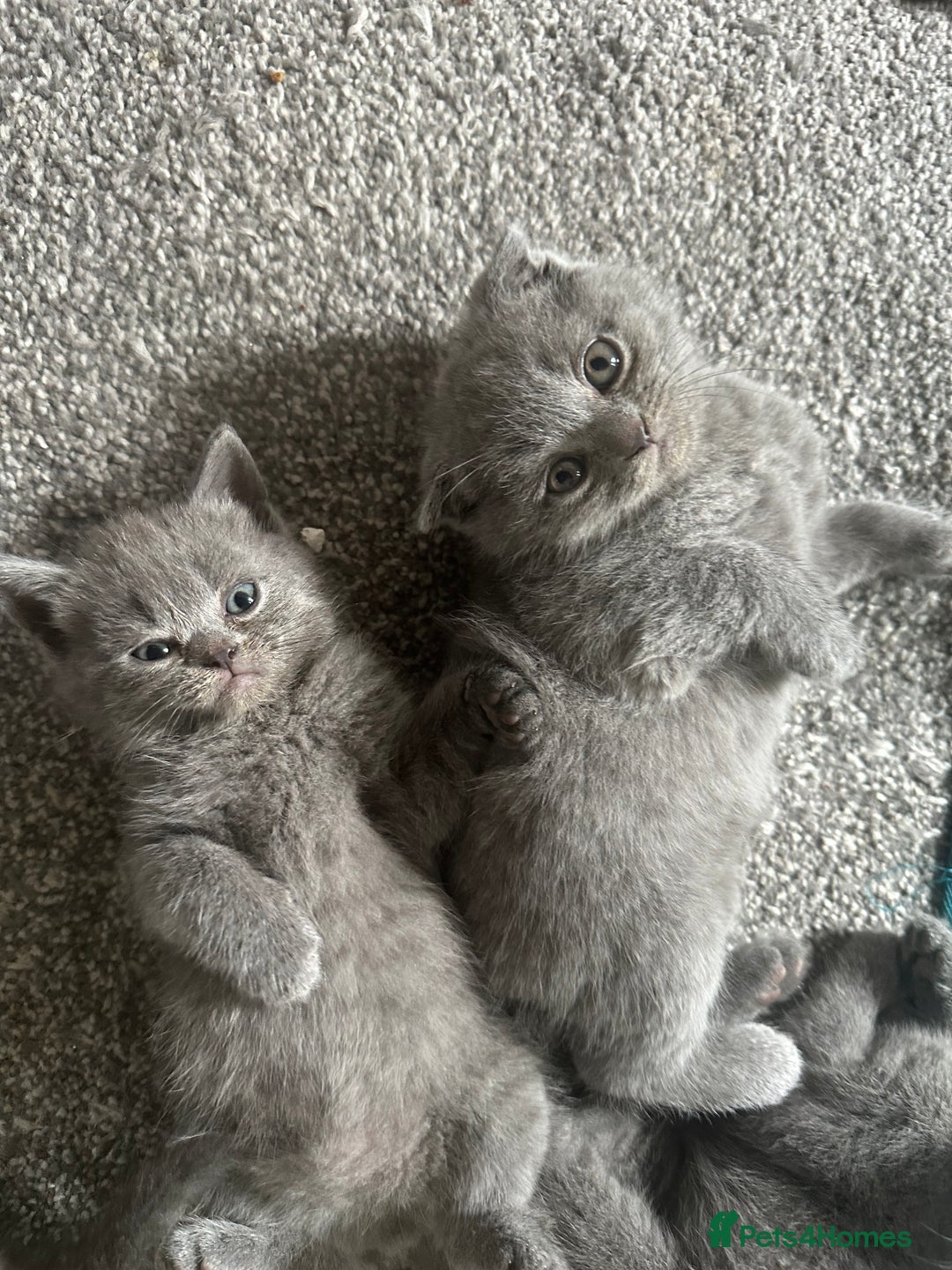 Scottish Fold cats for sale: Beautiful Scottish folds and straights kittens🎀 - Image 7