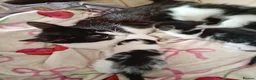 Mixed Breed cats for sale: Kittens  in Swansea - Advert 2
