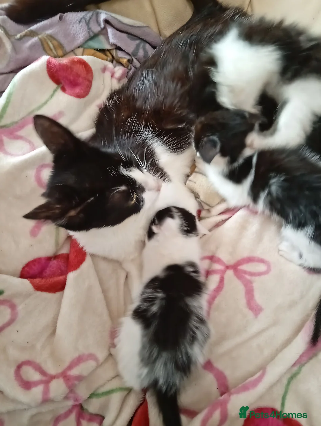 Mixed Breed cats for sale: Kittens  in Swansea - Advert 2
