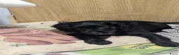 Cocker Spaniel dogs for sale: 2 georgous black cocker spaniel puppies  - Advert 7