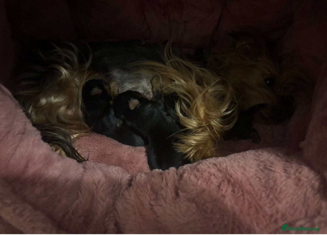Yorkshire Terrier dogs for sale: Mini Black Yorkshire terriers puppies  - Advert 21
