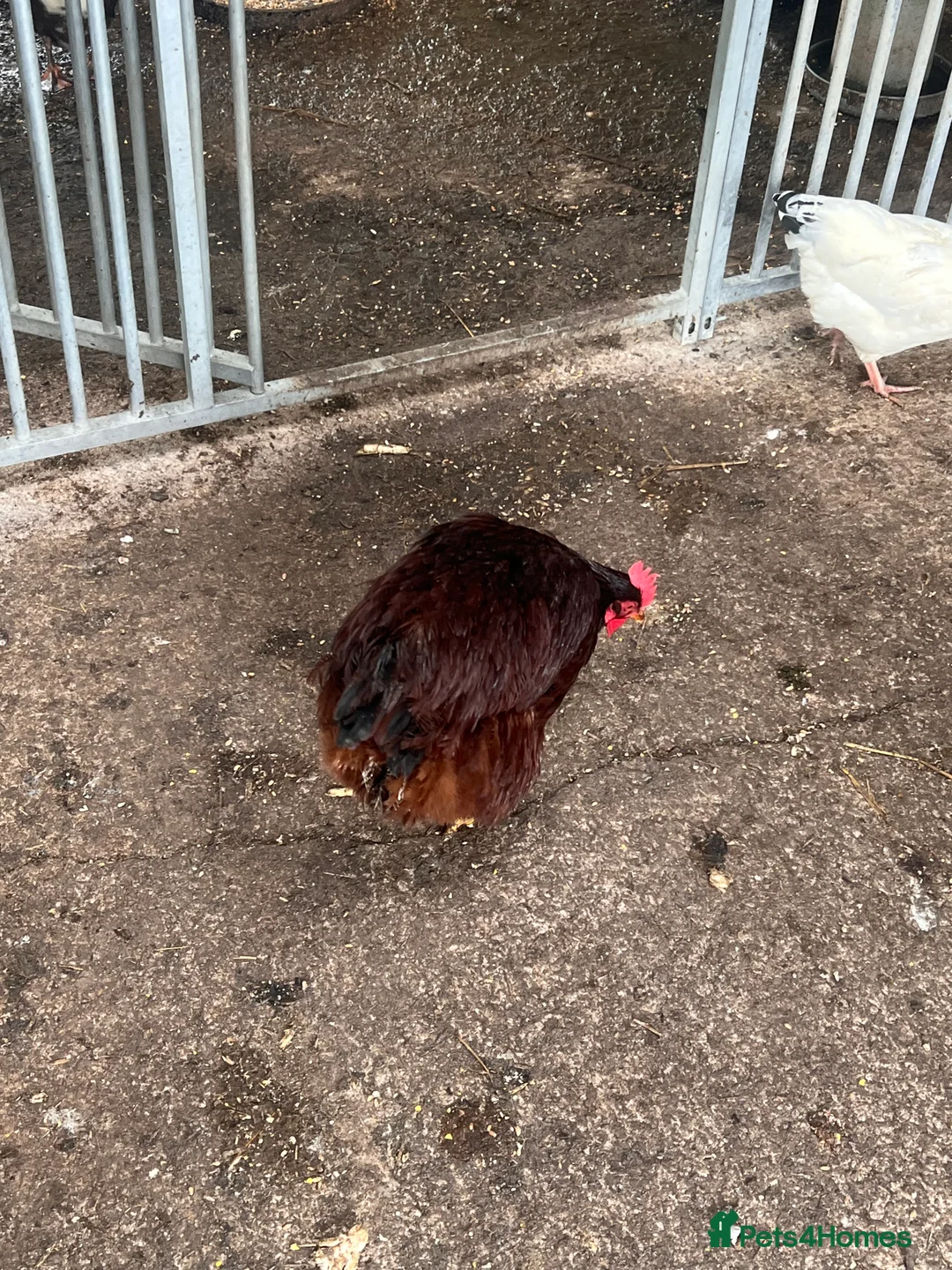 Chickens poultry for sale: Light Sussex and rode highland reds  - Advert 3