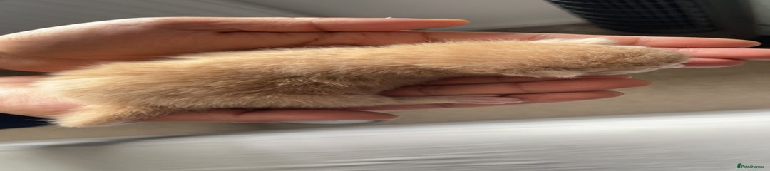 Cream Male