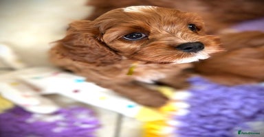 Cavapoo dogs - Advert 9