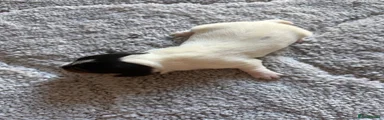 Jack Russell 2