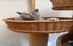 British Shorthair cats for sale: British Shorthair Adult  - Image 2