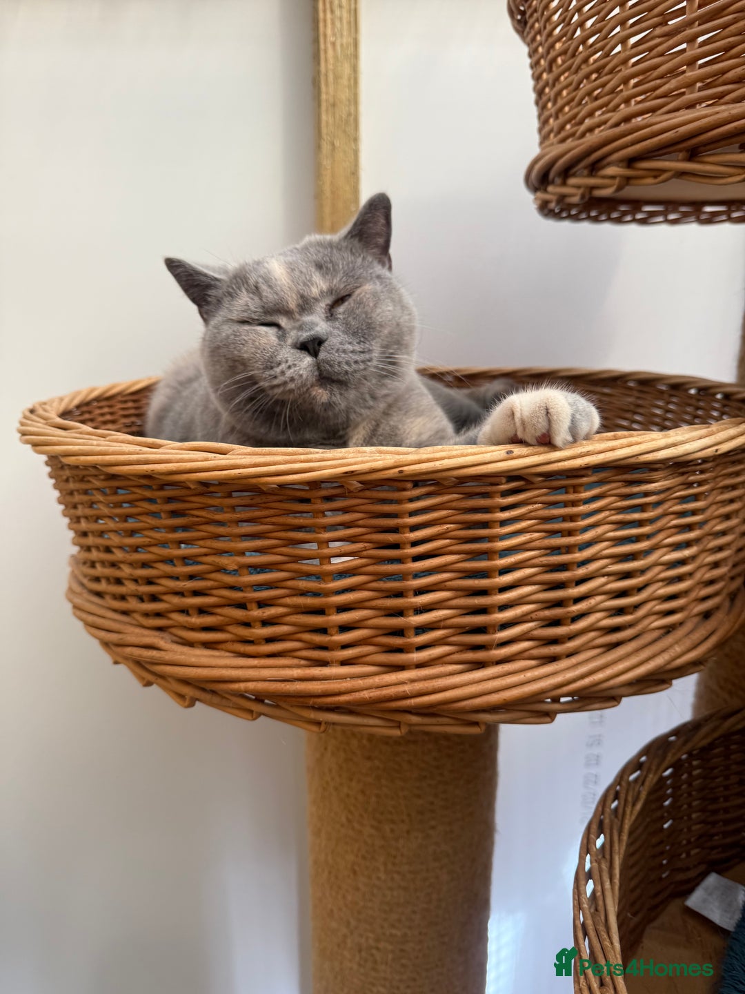 British Shorthair cats for sale: British Shorthair Adult  - Image 2