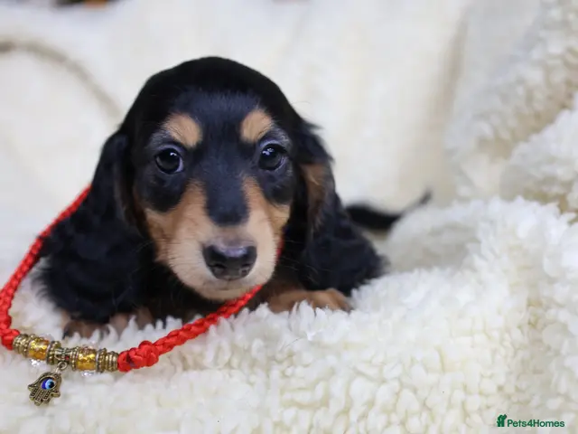 Miniature Dachshund dogs for sale: Exceptional Champion CK ML Dachshund Puppies - Advert 8
