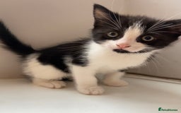 British Shorthair cats for sale: 2 beautiful kittens  - Image 3