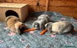 Mini Lop rabbits for sale: 3 mini lops for new homes  in Newark - Image 1