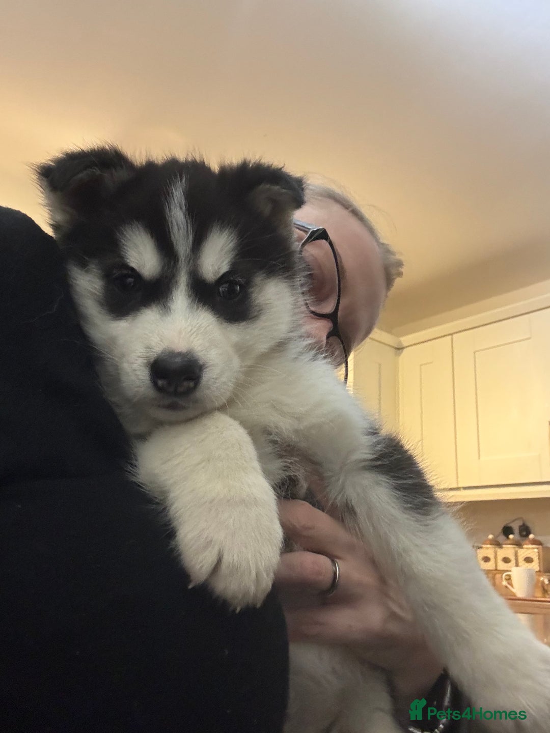 Siberian Husky dogs for sale: 4 pups left! - Advert 10