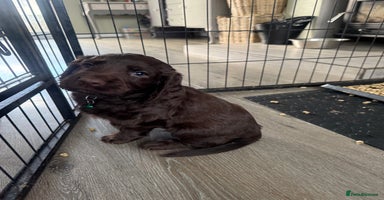 Cocker Spaniel dogs - Advert 1
