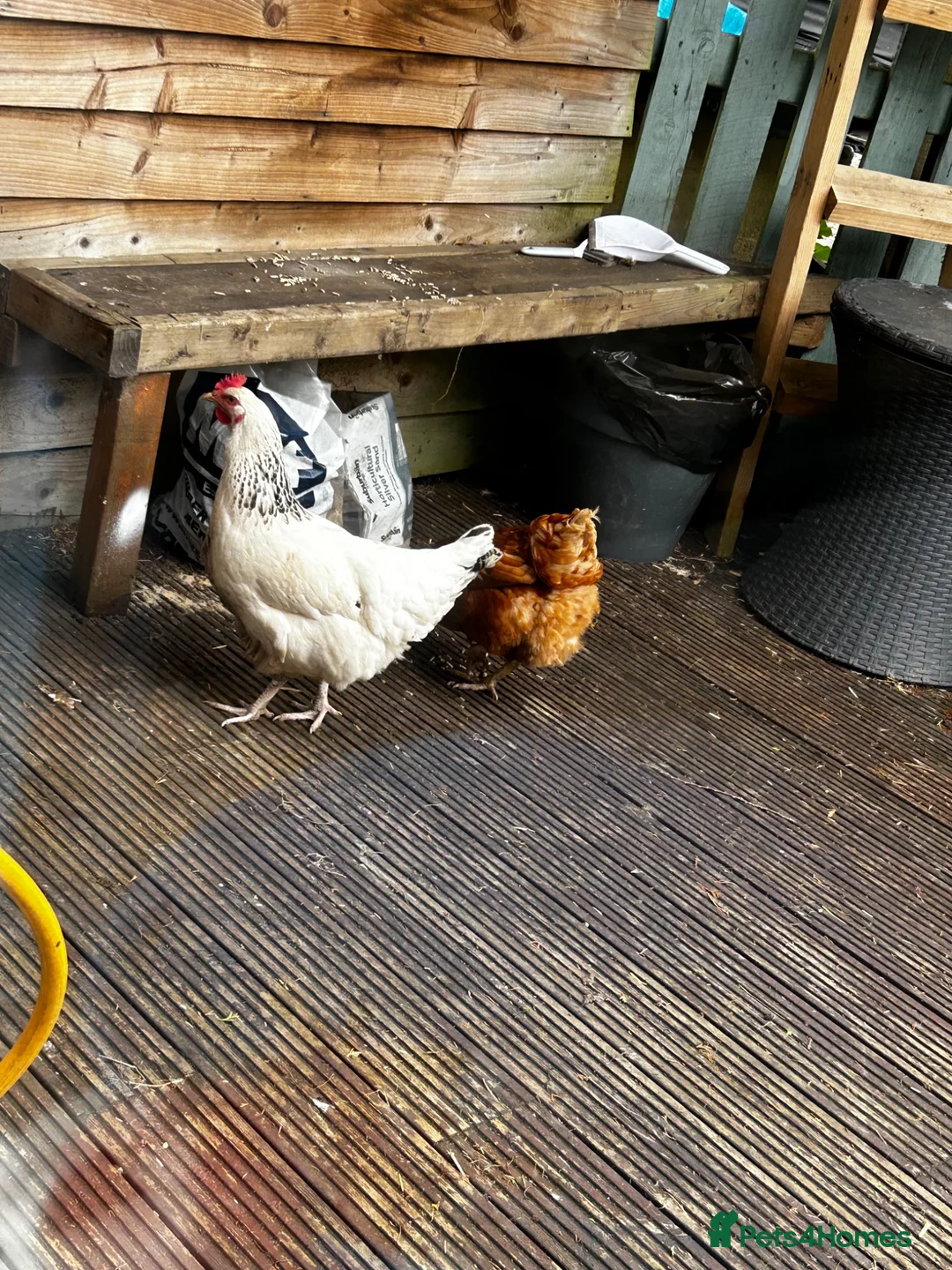 Hens poultry for sale: 3 hens - Advert 2
