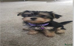 Yochon dogs for sale: Yochon puppies - Image 1