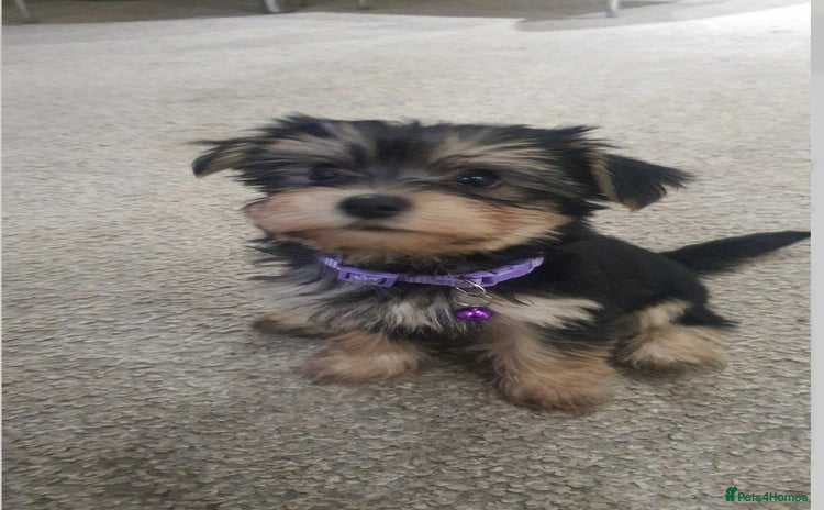 Yochon dogs - Advert 1