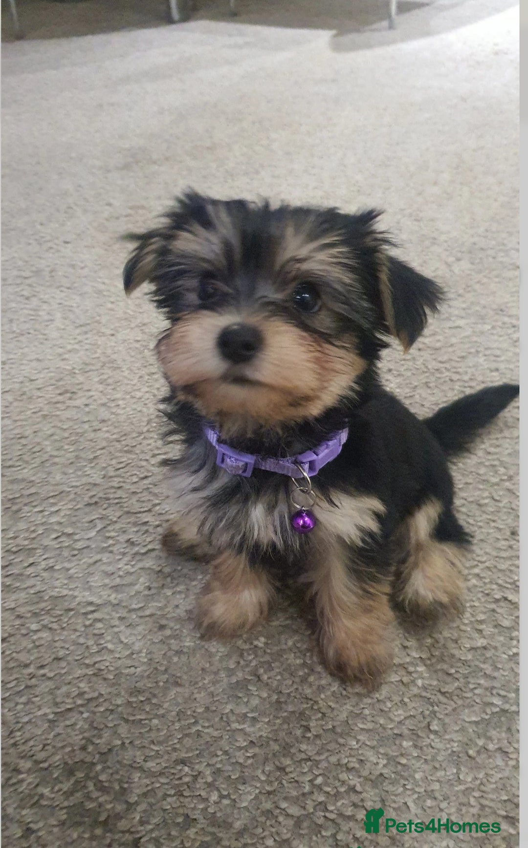 Yochon dogs for sale: Yochon puppies - Image 1