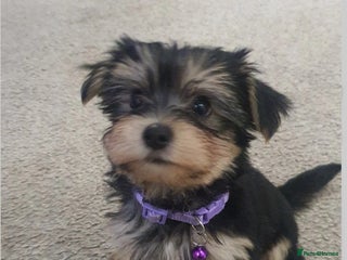 Yochon dogs for sale - Advert 1