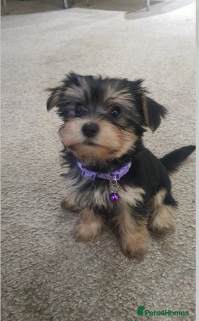 Yochon dogs - Advert 1