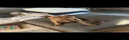 Mixed Breed dogs for sale: Staffy cross for sale  - Advert 3