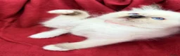 Ragdoll cats for sale: Purebred Ragdoll Kittens  - Advert 25