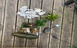 Terrapin reptiles for sale: Terrapins - Image 22