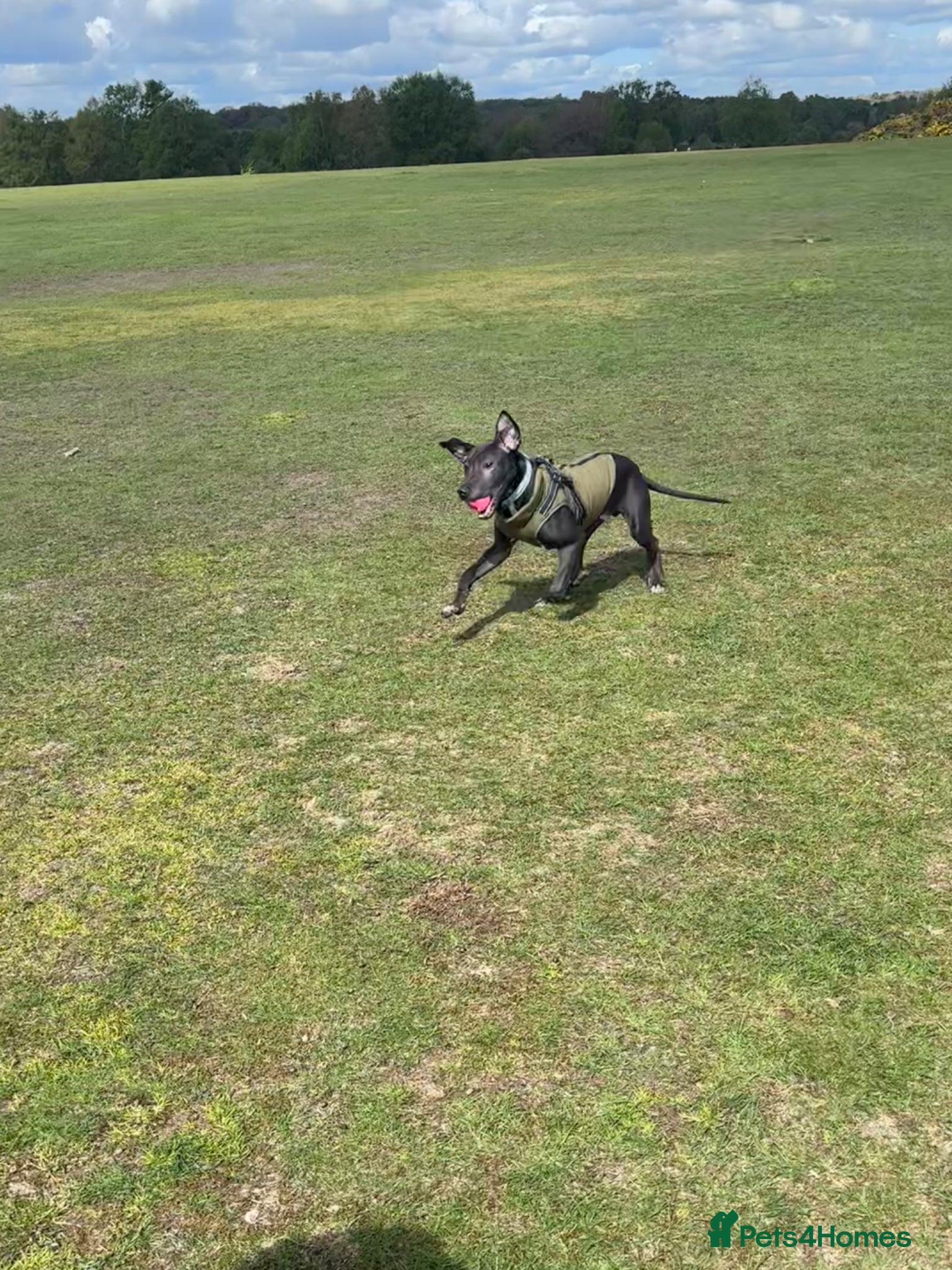 Mixed Breed dogs for sale: Shar Pei x Lurcher  - Advert 2