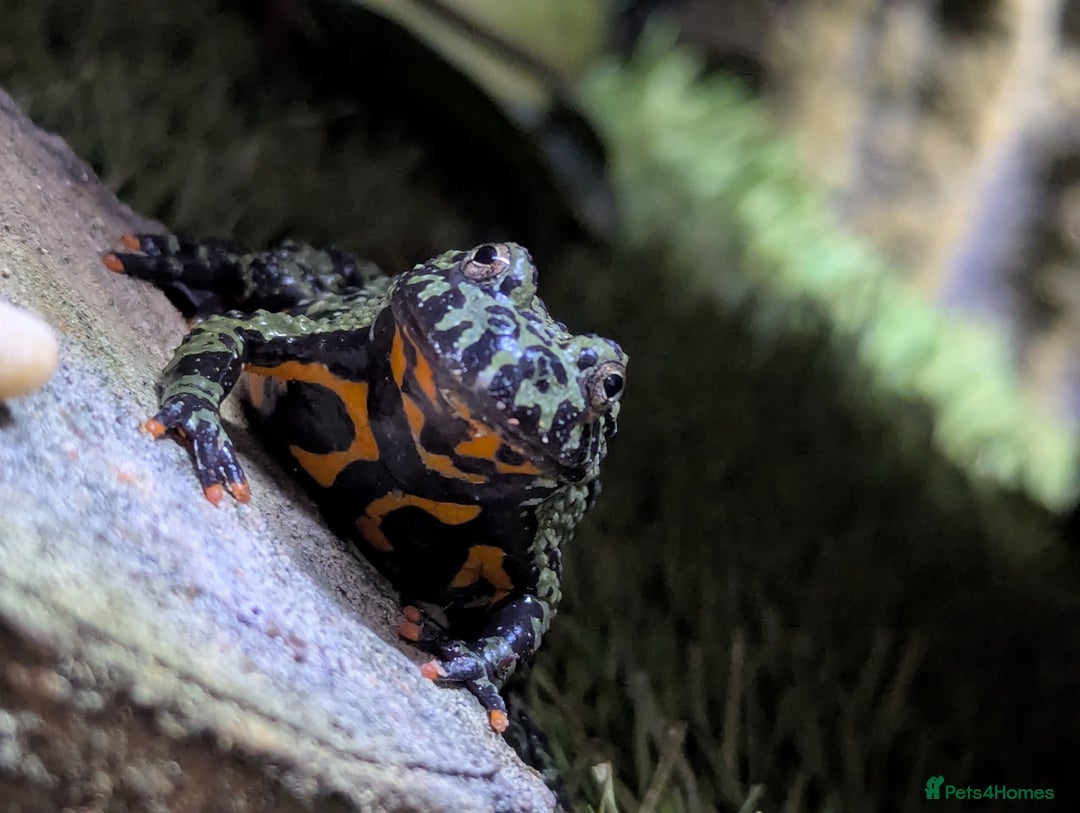 Frog reptiles for sale: Oriental fire-bellied toads (Bombina orientalis - Image 1