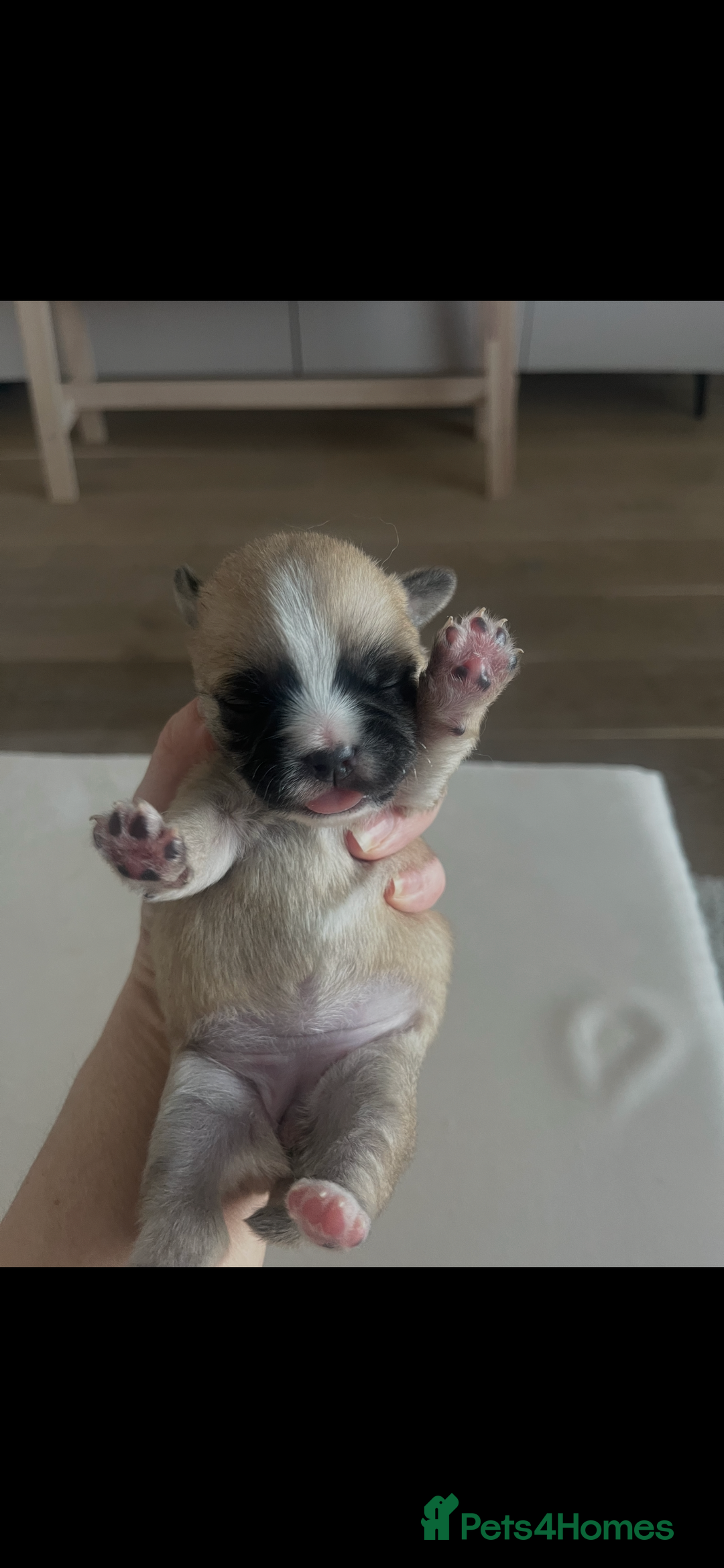 Mixed Breed dogs for sale: Frenchie x  - Advert 1