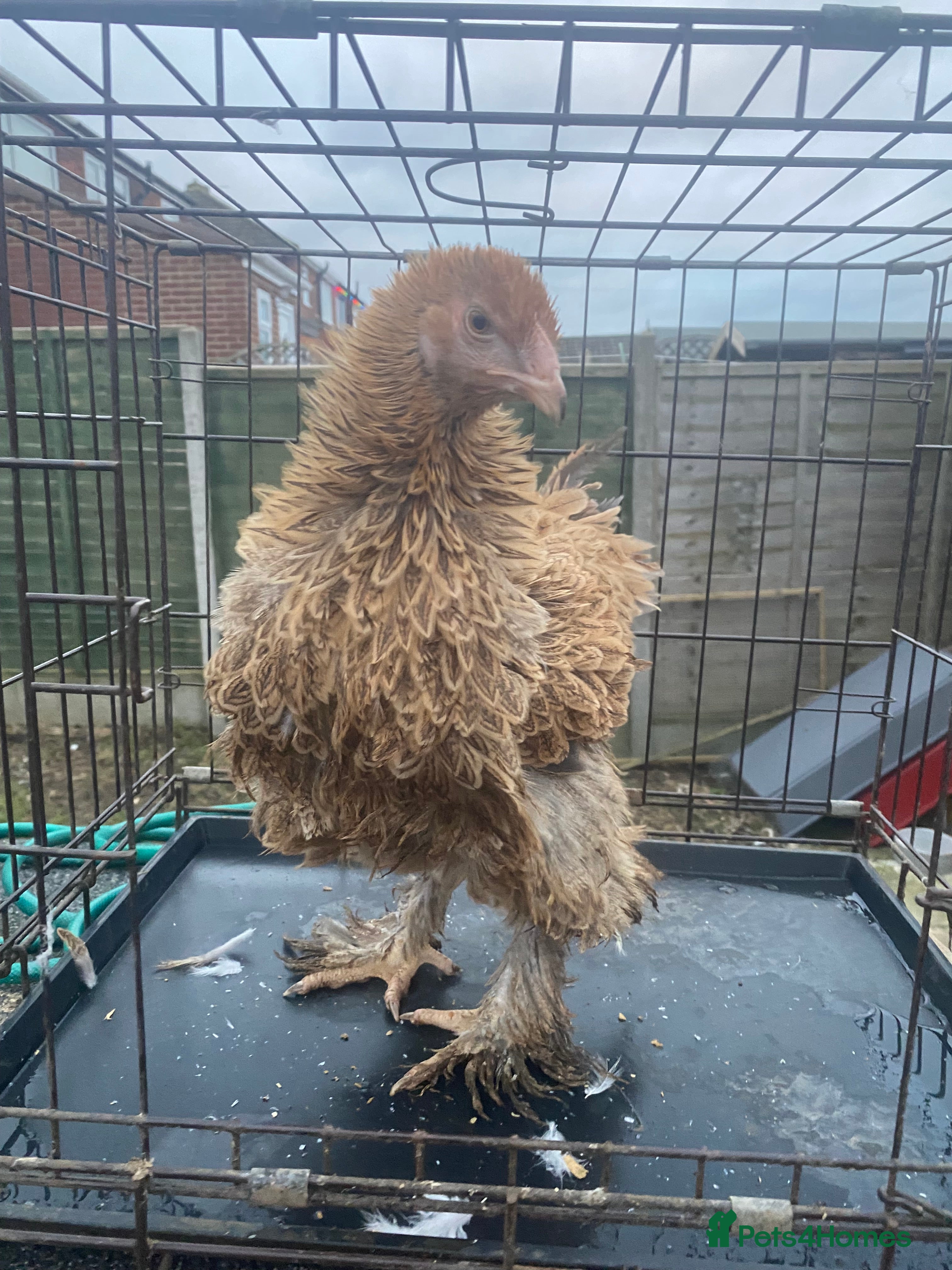 Chickens poultry Pure Brahma, pure Light Sussex - Advert 13