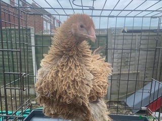 Chickens poultry Pure Brahma, pure Light Sussex - Advert 13