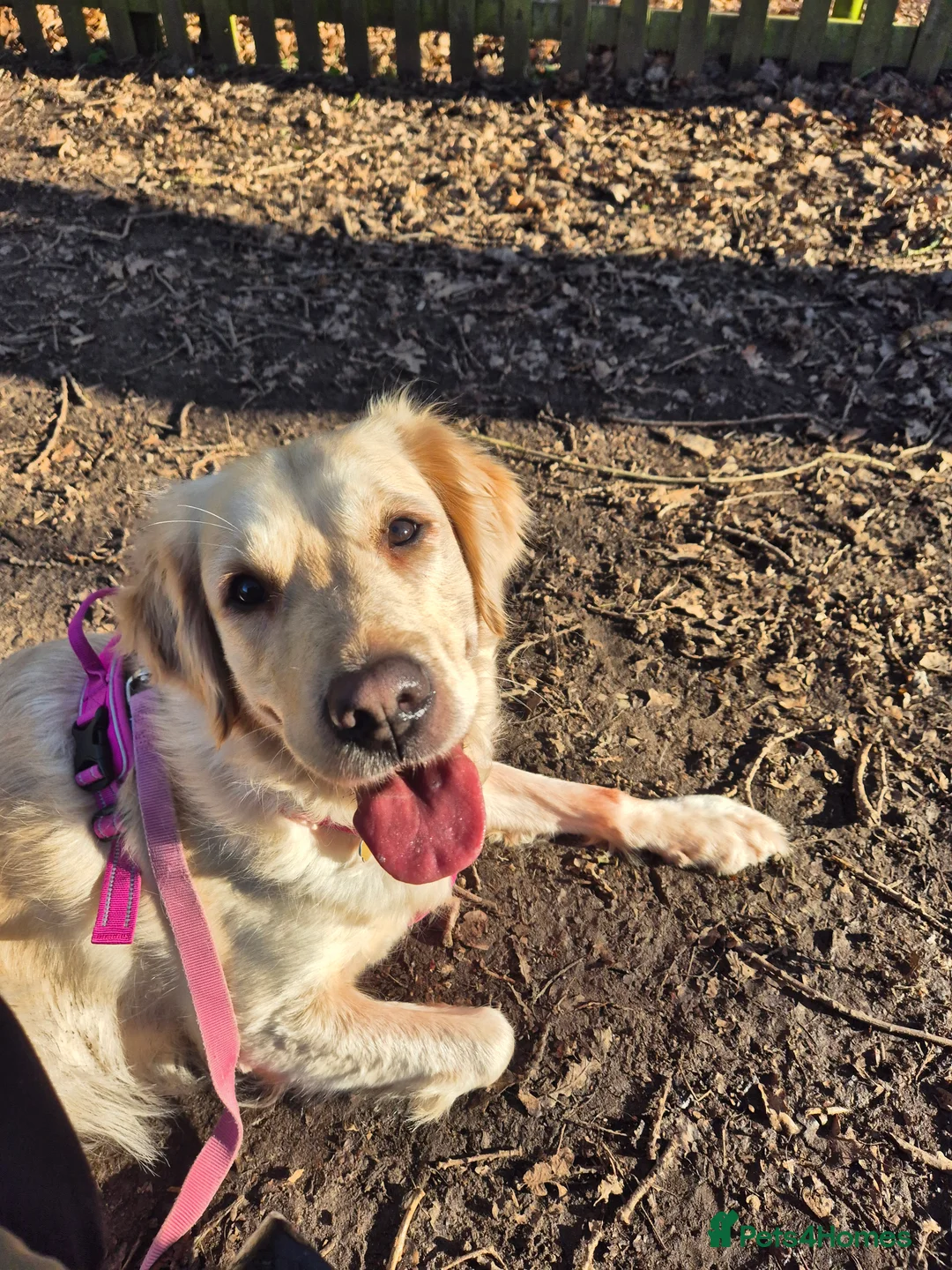 Golden Retriever dogs for sale: Exceptional Golden Retriever Puppies Due 04/26   - Advert 9