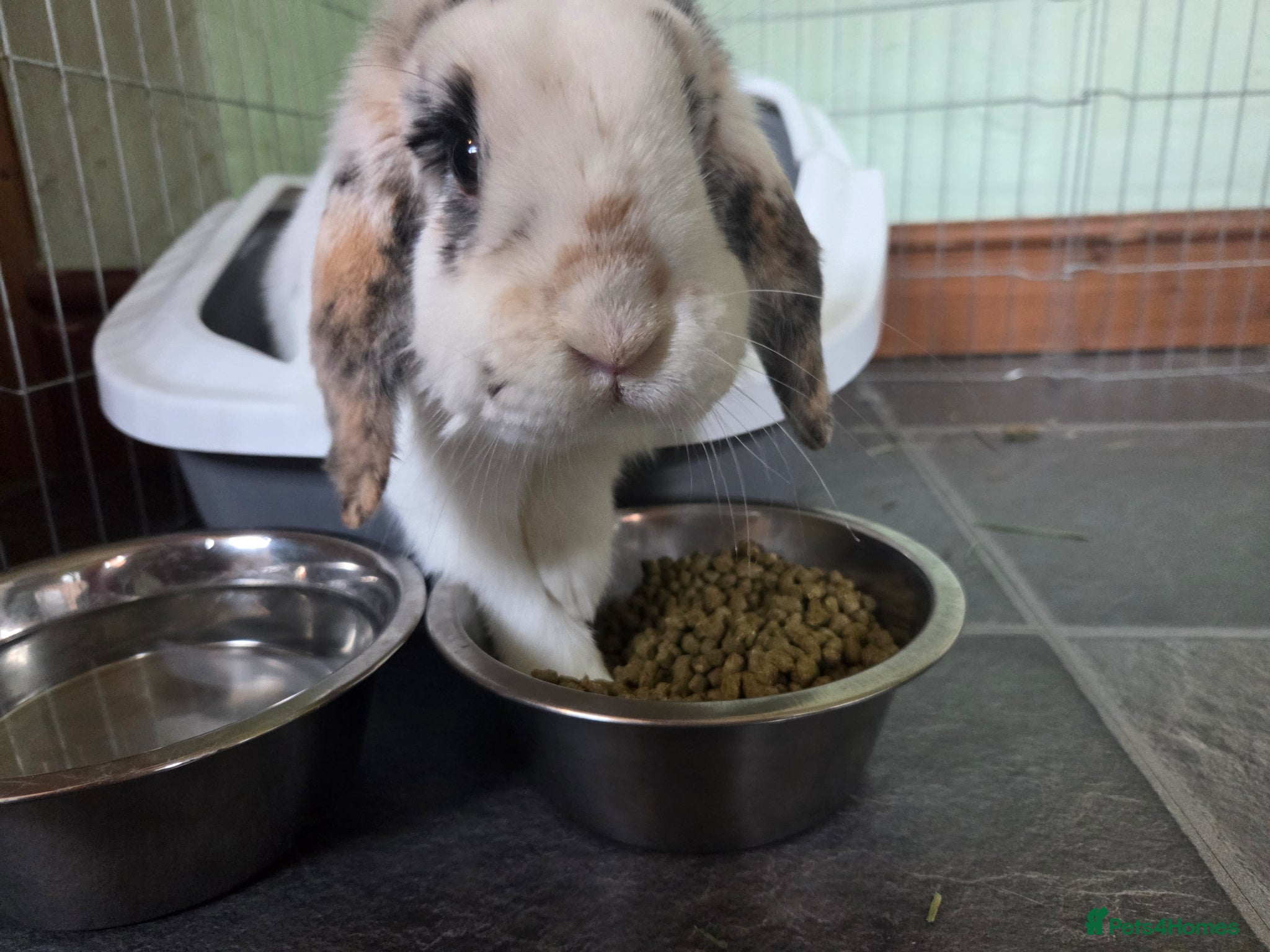 English Spot rabbits Neutred beautiful boy looking gor his forever home - Advert 1
