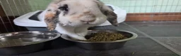 English Spot rabbits for sale: Neutred beautiful boy looking gor his forever home - Advert 1