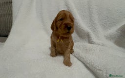Cocker Spaniel dogs for sale: Show cocker spaniel pups ready 4th November  - Image 4