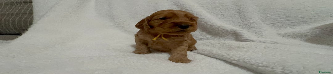 Cocker Spaniel Puppy 6