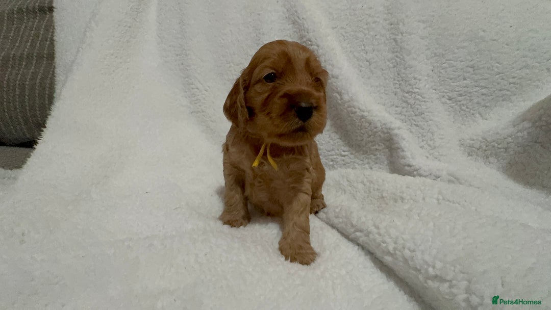 Cocker Spaniel dogs for sale: Show cocker spaniel pups ready 4th November  - Image 4
