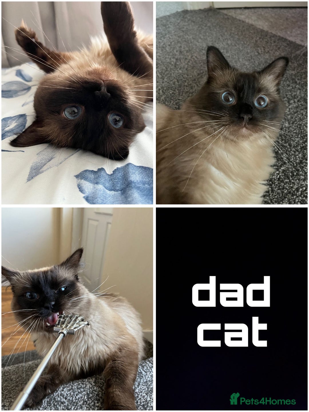 Ragdoll cats for sale: 4 Ragdoll Beauties  - Image 6