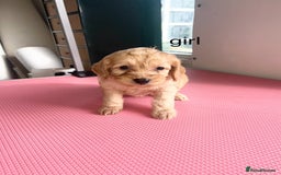 Cockapoo dogs for sale: cockapoo puppies for sale  - Image 8