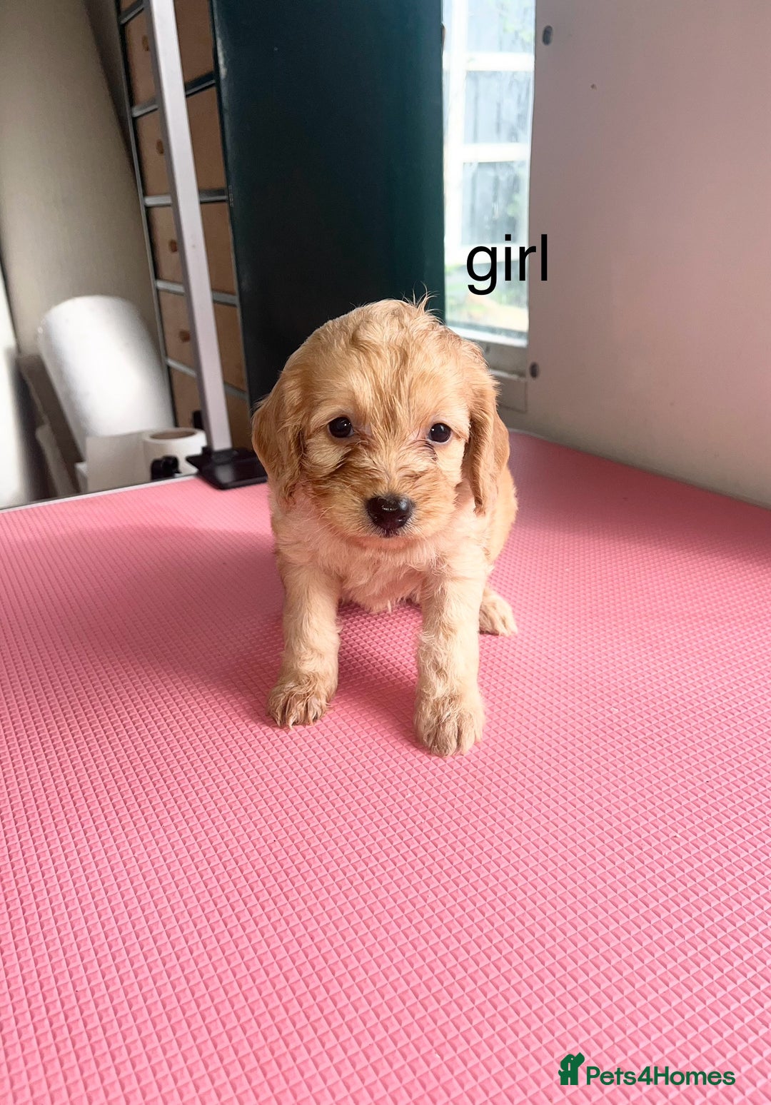 Cockapoo dogs for sale: cockapoo puppies for sale  - Image 8