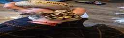 Python Snake reptiles for sale: Male enchi pastel hypo royal python with setup - Advert 4