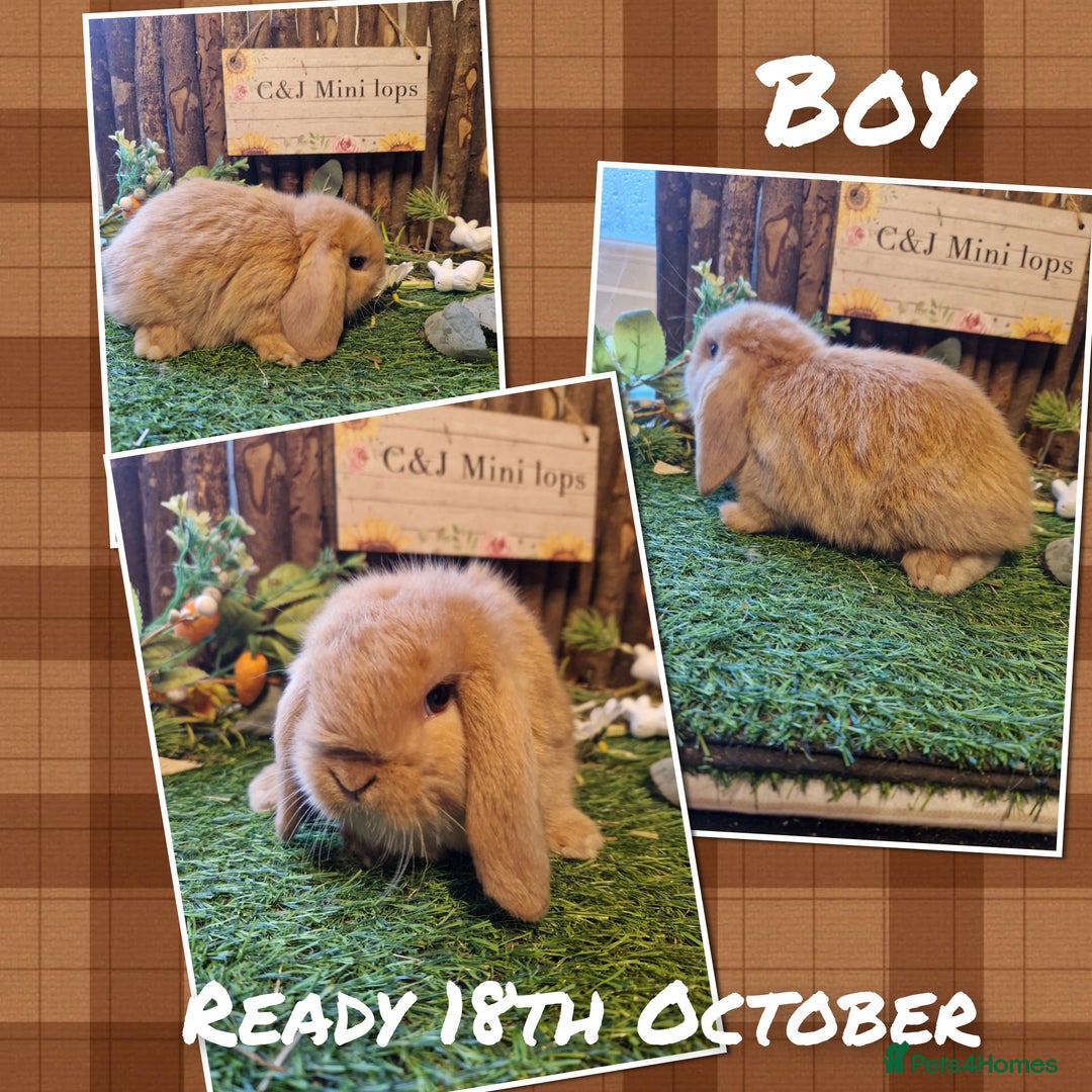 Mini Lop rabbits for sale: Mini lop kits available soon  - Image 4