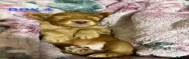Cocker Spaniel 4