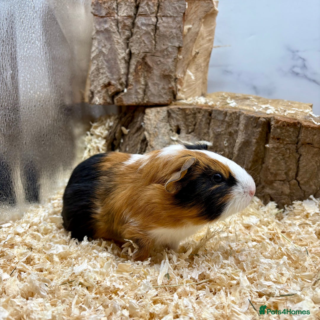 Guinea Pig rodents for sale: Lots of Baby Guinea Pigs for sale - Image 8