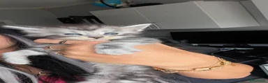 Light silver tabby