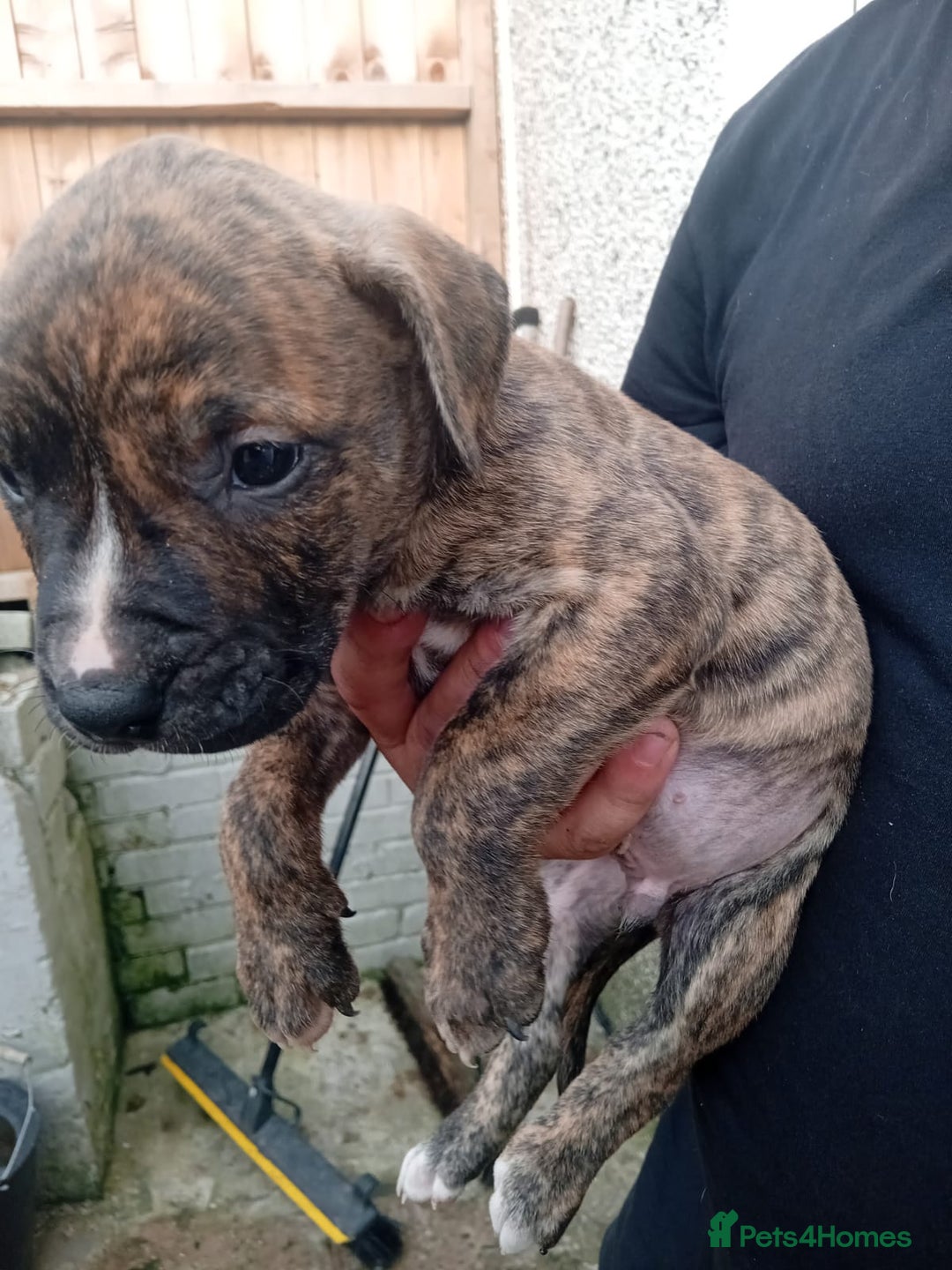 American Bulldog dogs for sale: Amercian Bulldog Pups 🐾  - Image 15