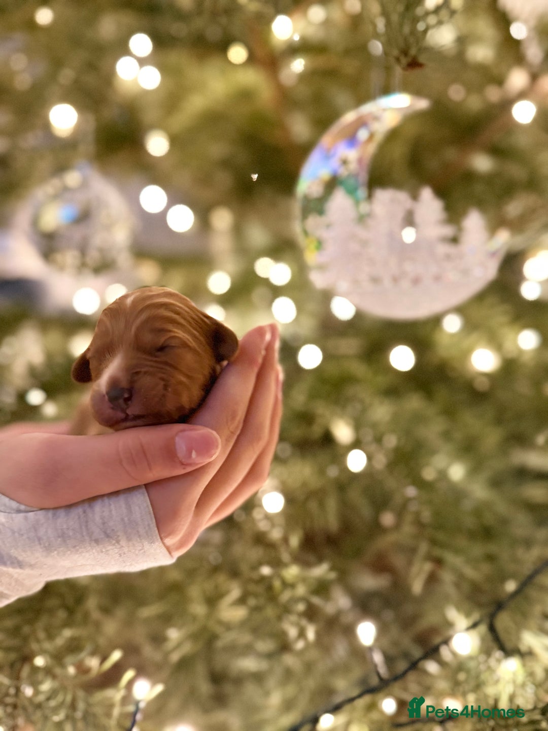 Cavapoo dogs for sale: Gorgeous Cavapoo Puppies  - Advert 5