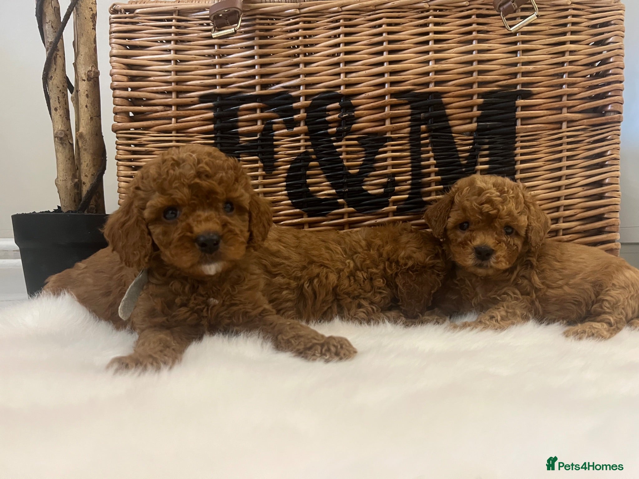 Cavapoo dogs  Health tested #Deep Red Toy Cavapoo Puppies 🐾 - Advert 2